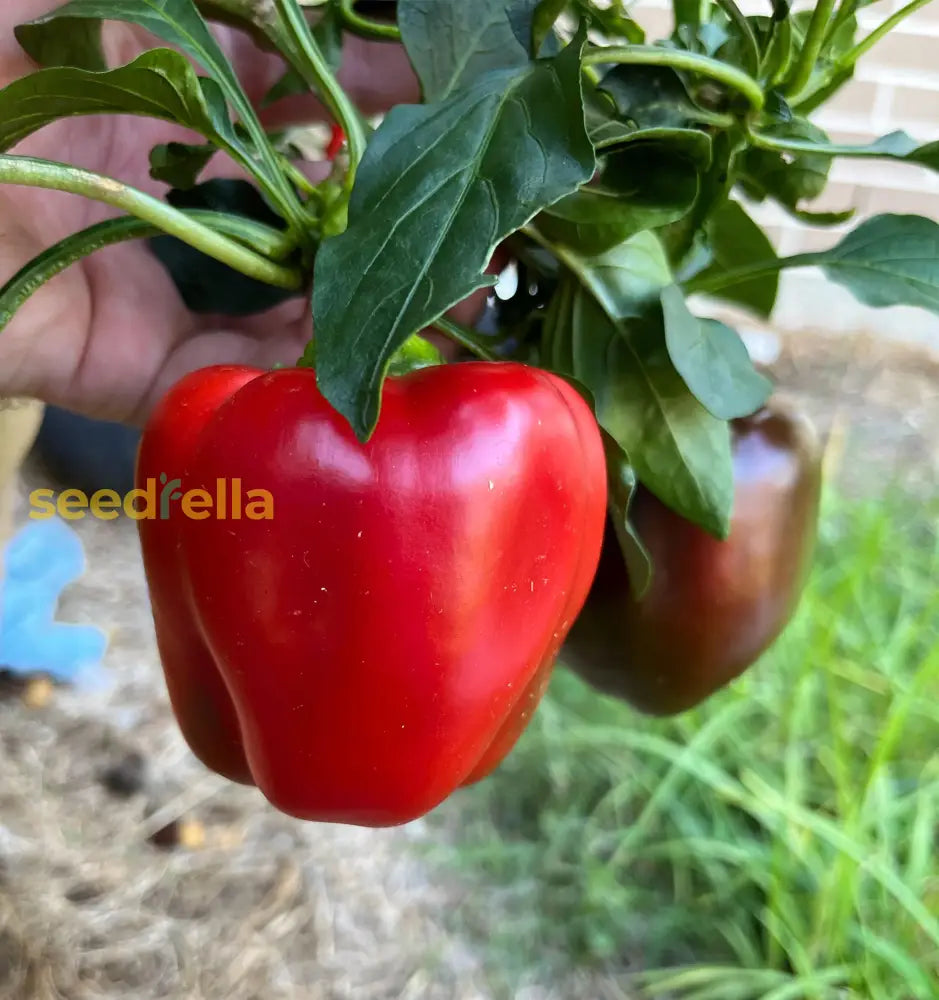 Aka Chapeau pepper seeds for planting