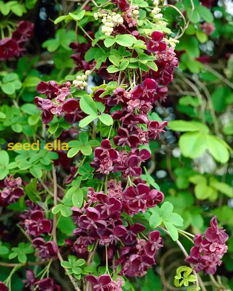 Akebia Flower Seeds: Ideal For Your Garden Planting Seeds