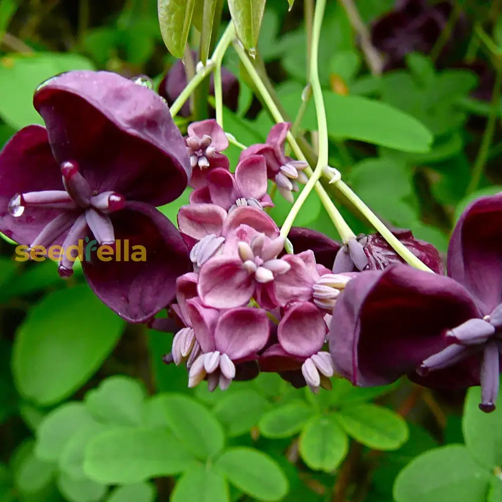 Akebia Flower Seeds: Ideal For Your Garden Planting Seeds