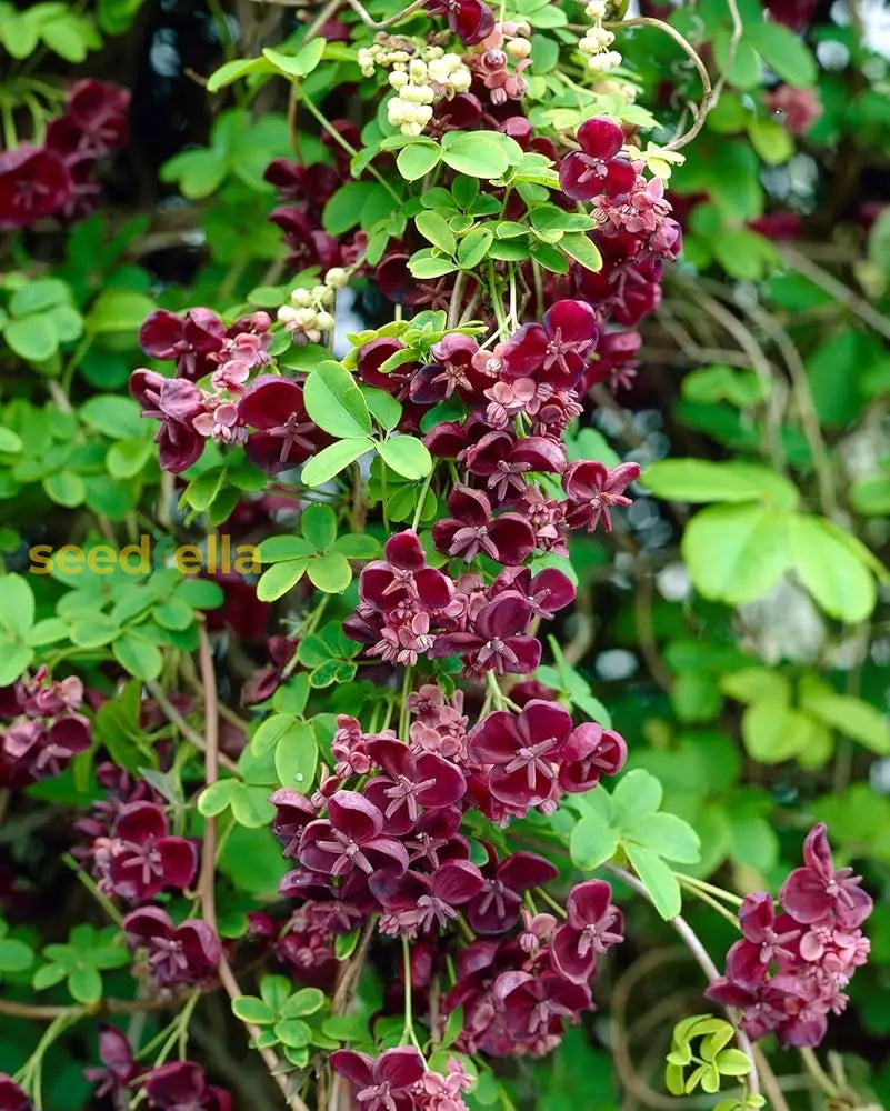 Akebia Quinata Flower Seeds For Planting - Unique Variety