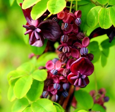 Edible purple fruits of Akebia trifoliata on vine