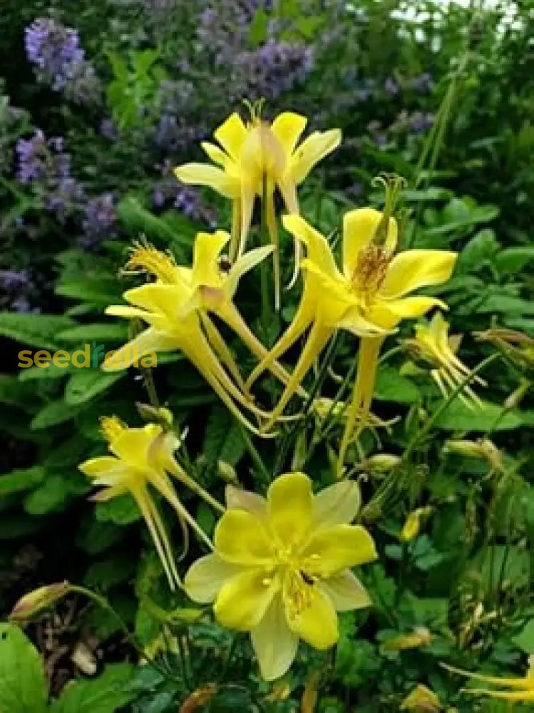 Akelei Yellow Flower Seeds For Planting | Premium Quality