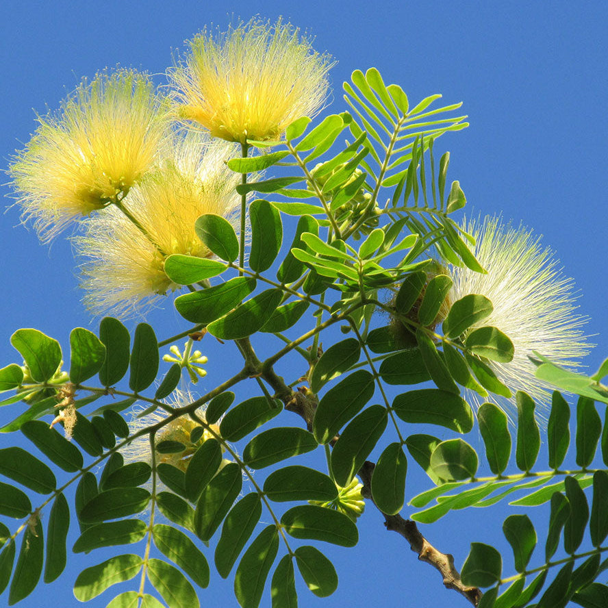 Albizia Cream Flower Seeds for Planting
