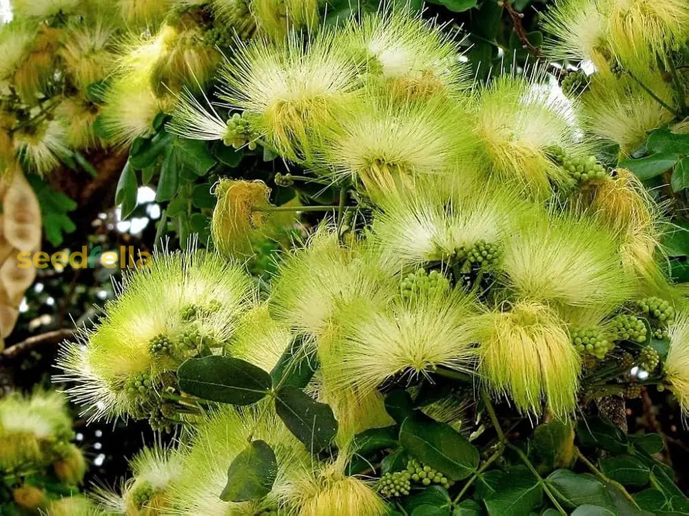 Albizia Flower Seeds For Planting - Green Variety