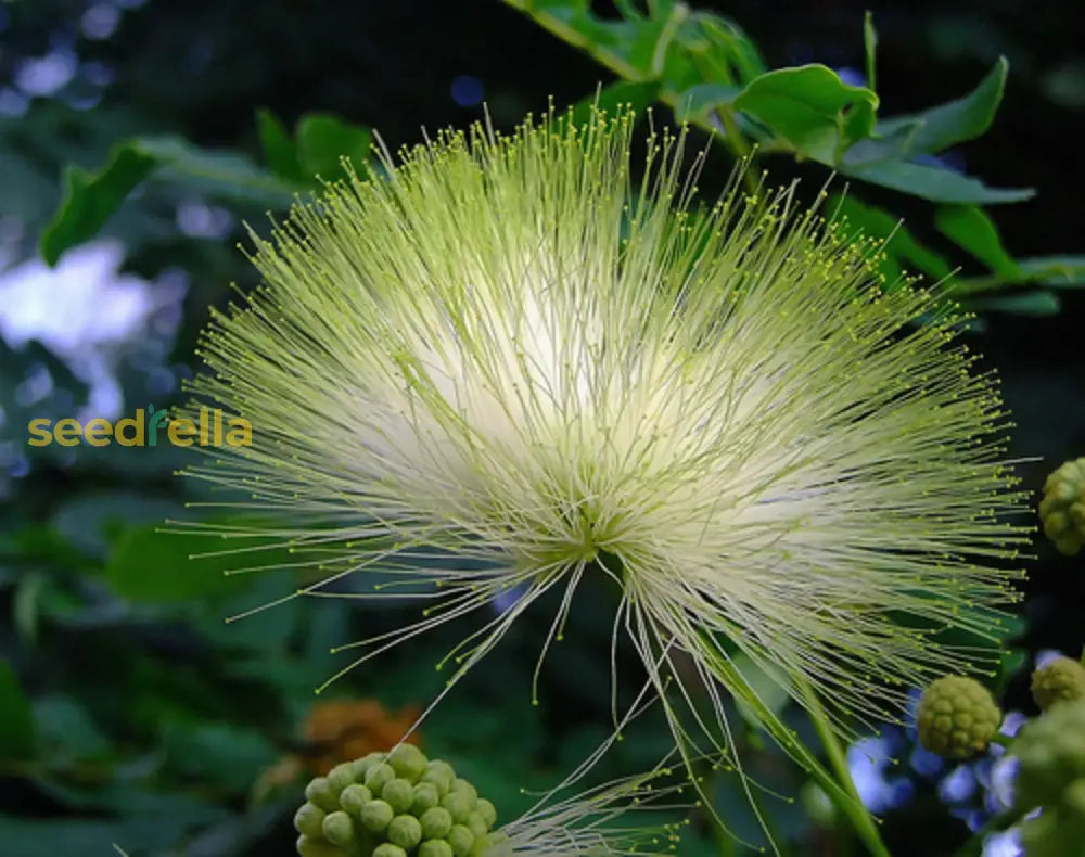 Albizia Flower Seeds For Planting - Green Variety