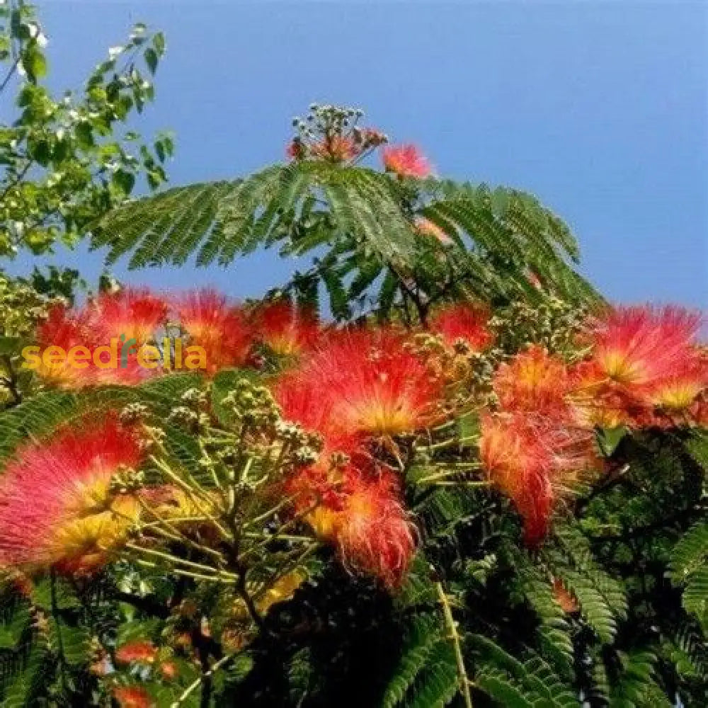 Albizia Flower Seeds For Planting Orange - Grow The Exotic And Striking Blooms