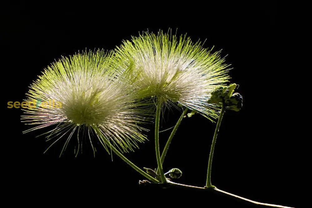 Albizia Flower Seeds For Planting White - Grow The Delicate Albizias To Brighten Your Garden