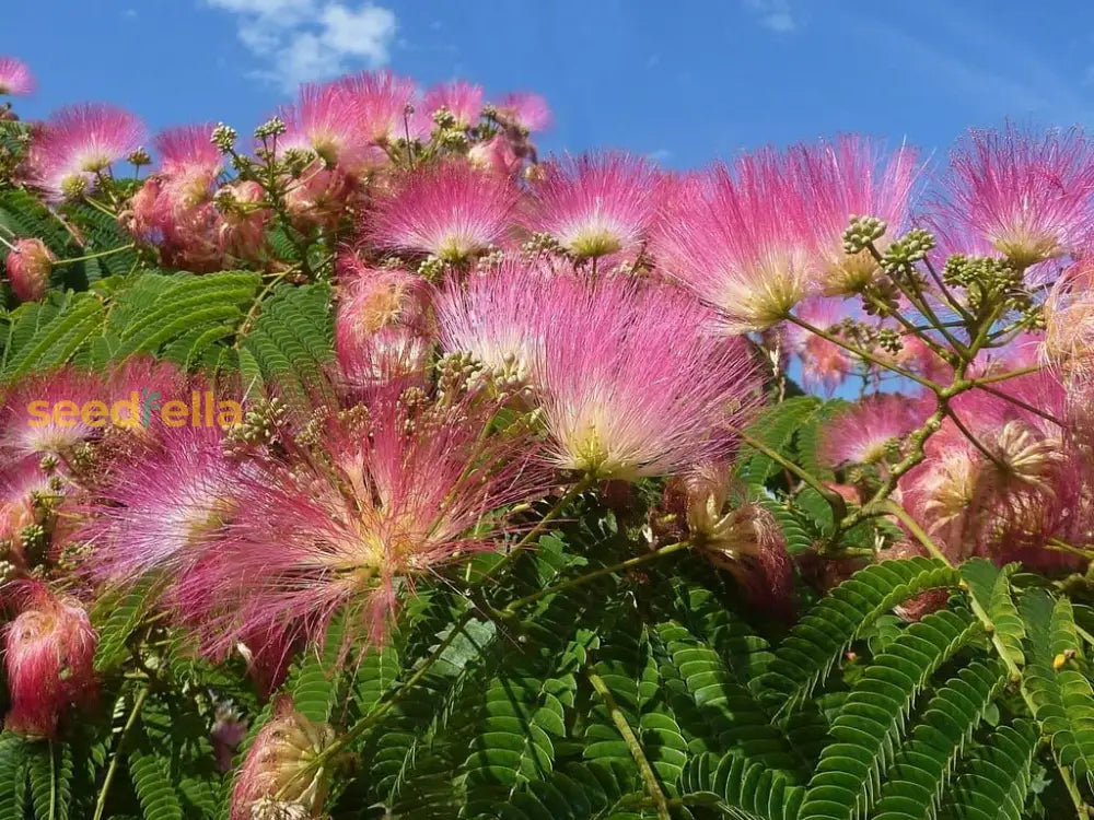 Albizia Flower Seeds Planting Pink