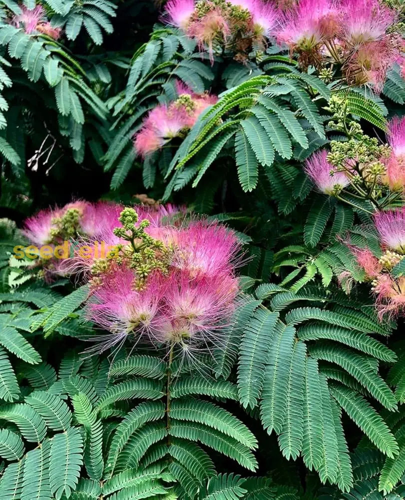 Albizia Julibrissin Seeds For Planting: Silk Tree Variety Flower