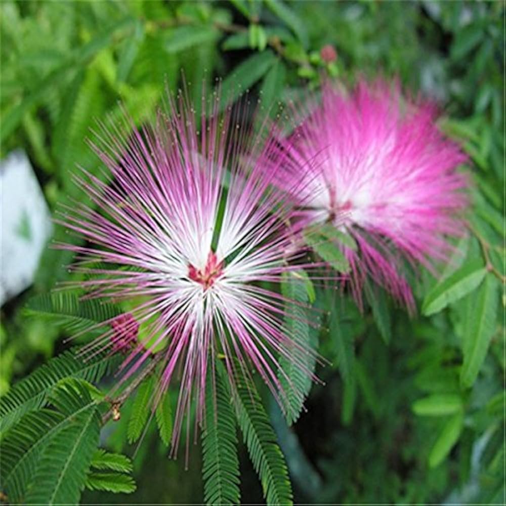 Albizia Julibrissin Seeds for Planting