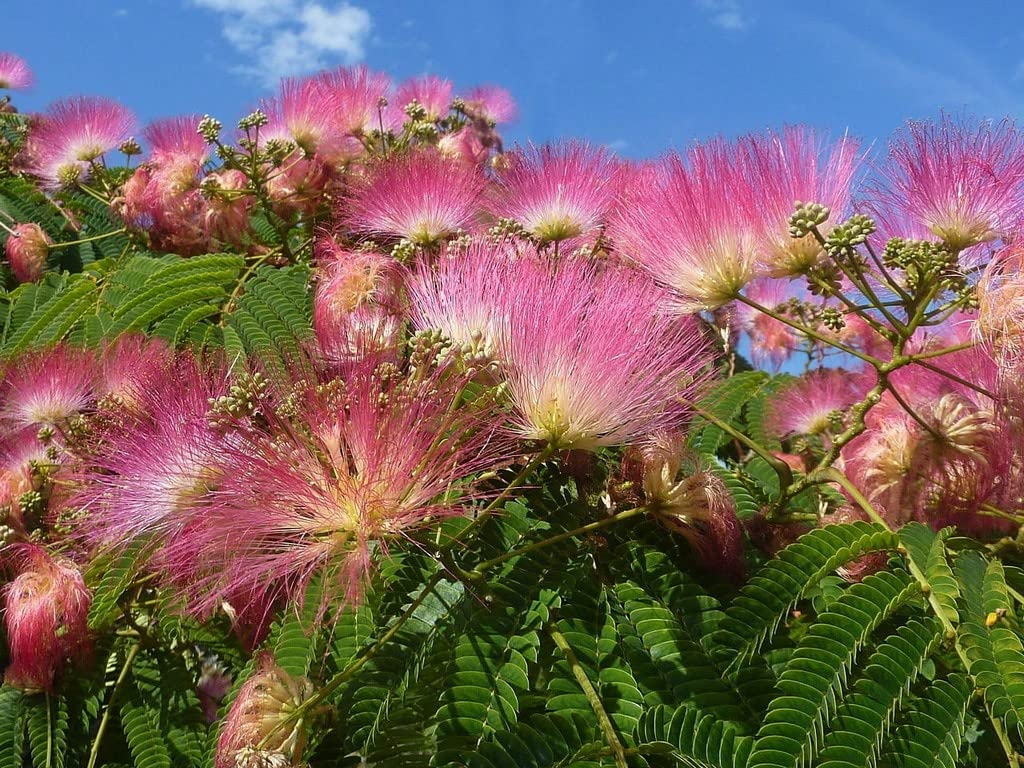 Close-Up of Pink Albizia Blooms
