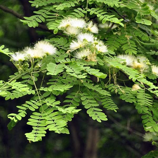 Albizia Flower Tree for Gardens and Landscapes
