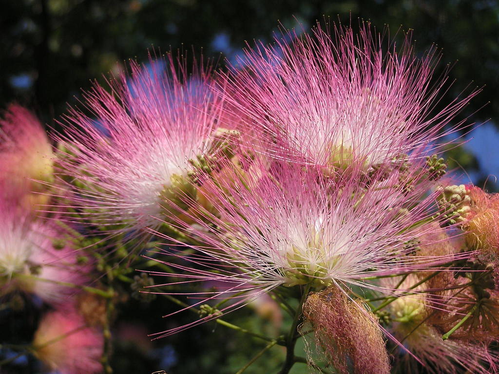 Albizia Tree Seeds for Park Planting