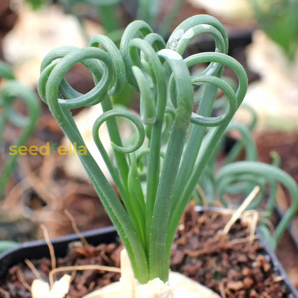 Albuca Spiralis Seeds - Essential Guide To Planting