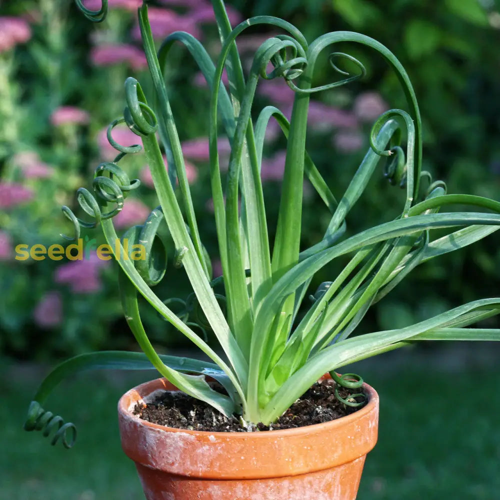 Albuca Spiralis Seeds - Essential Guide To Planting