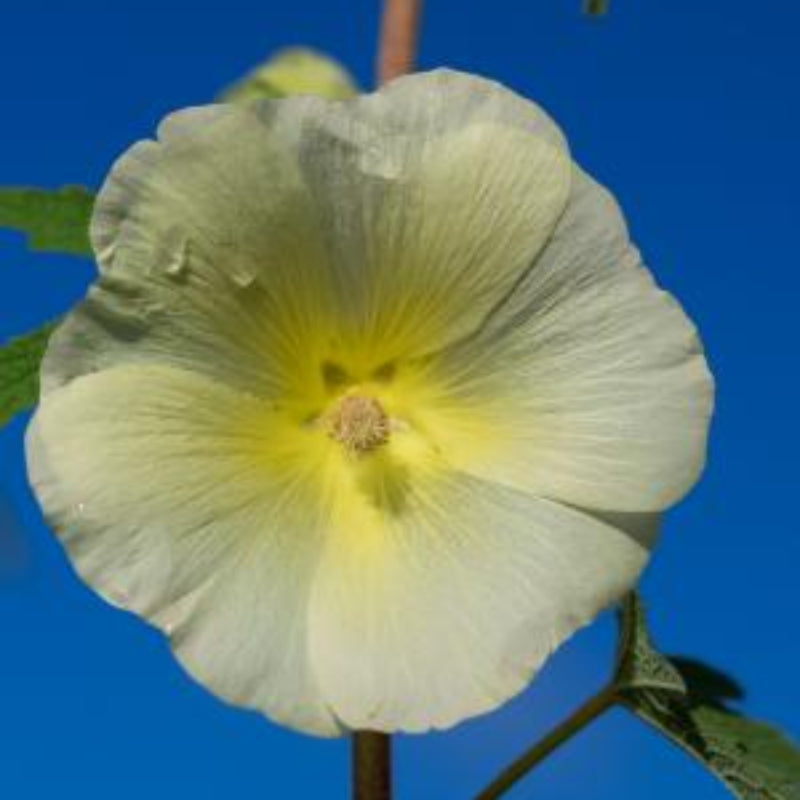 Close-up of Yellow Alcea Ficifolia blossoms