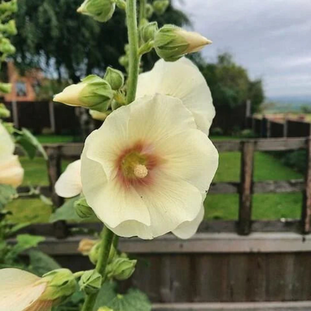 Alcea Ficifolia yellow flowers along garden borders
