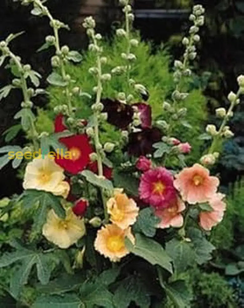 Alcea Flower Seeds For Planting