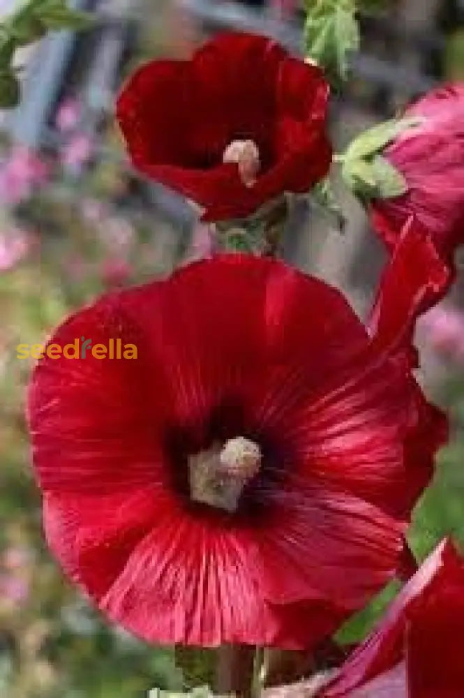 Alcea Rosea Seeds For Garden Planting