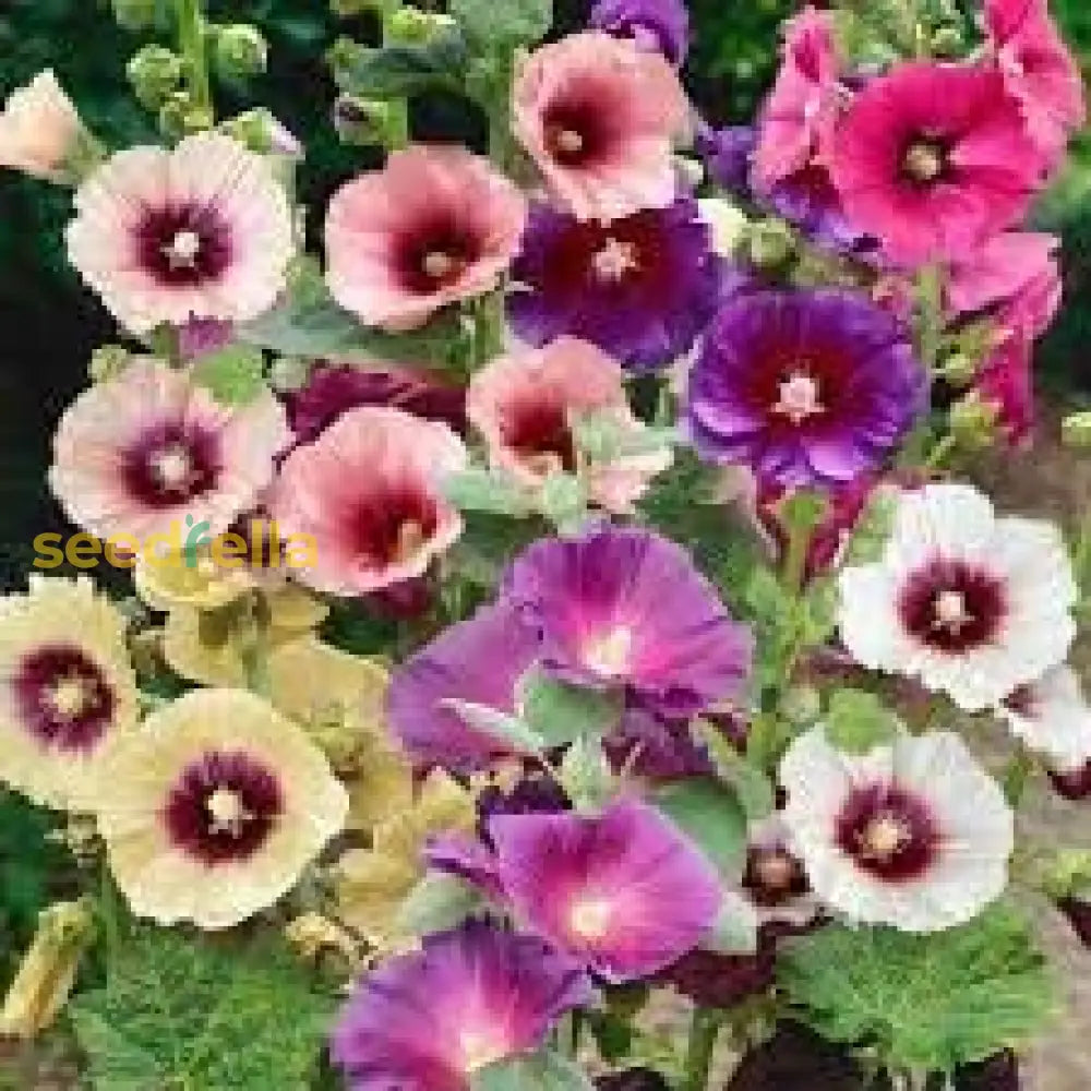 Alcea Rosea Seeds For Garden Planting