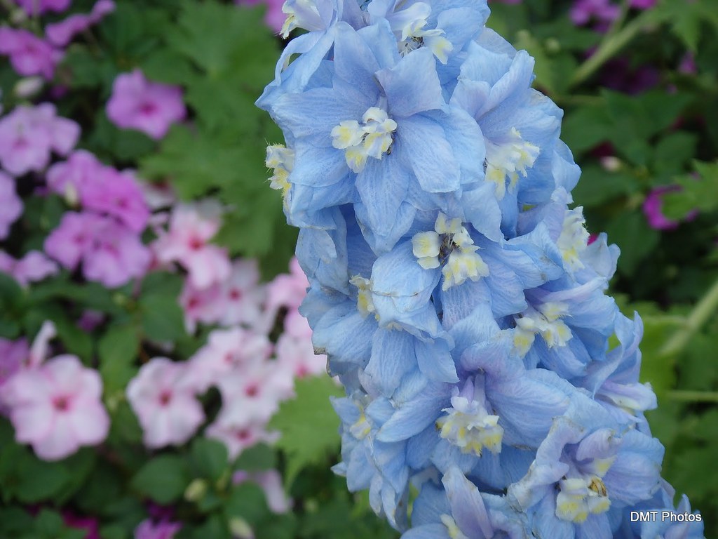 Alcea Rosea Sky Blue Hollyhocks growing in a garden