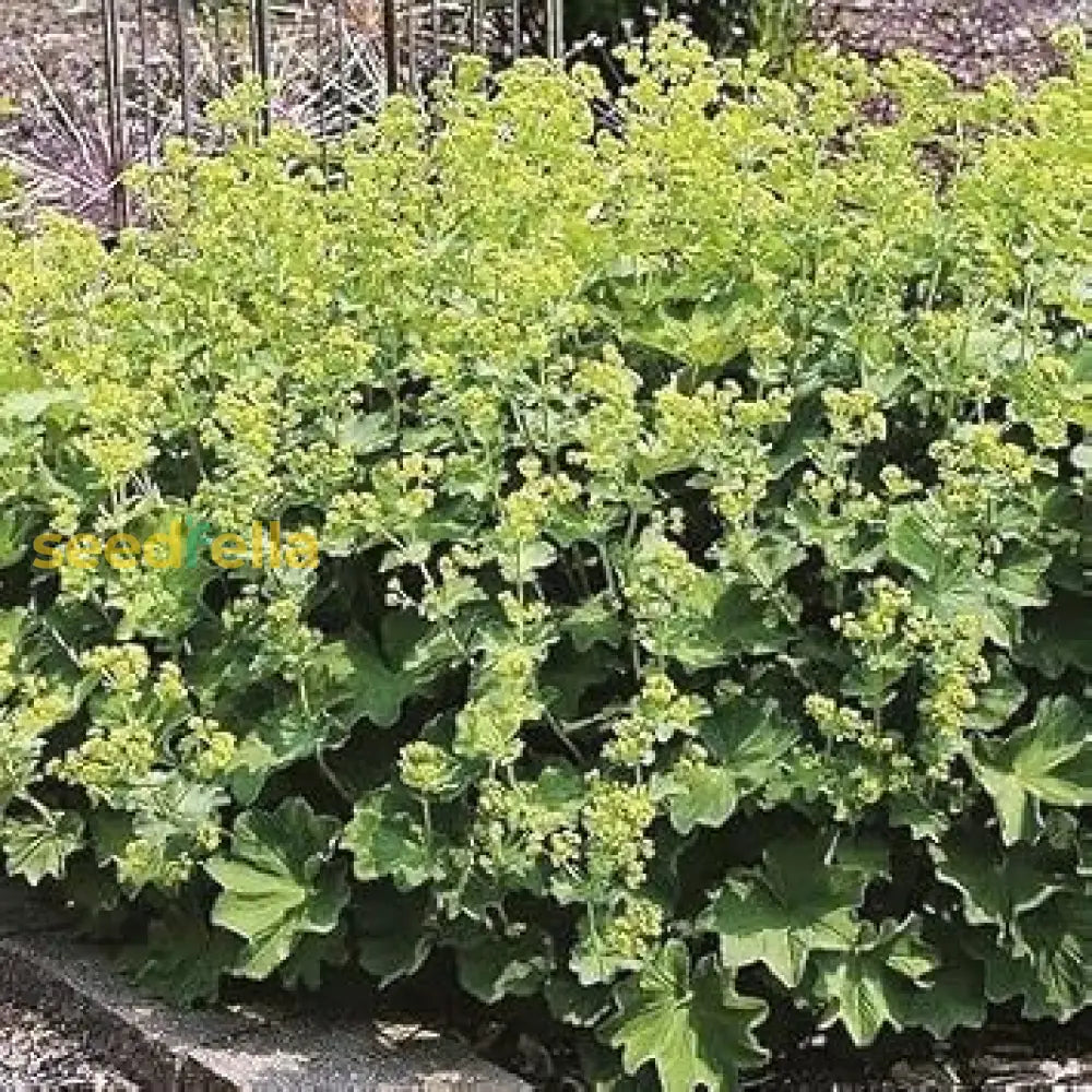 Alchemilla mollis seed germination and planting guide