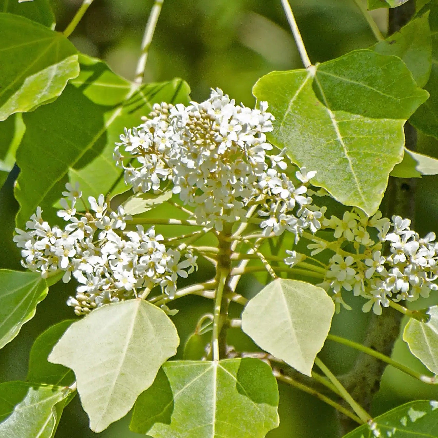 Hardy Aleurites Flower Seeds for planting