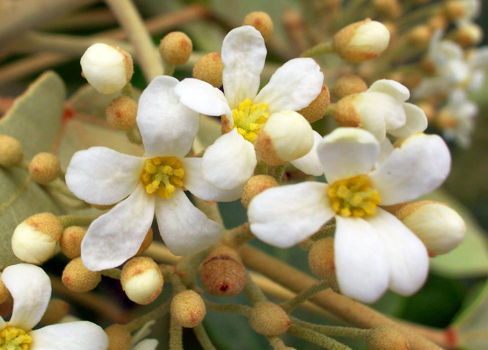 Aleurites plants growing in garden landscape