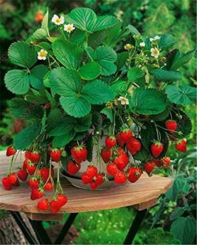 Alexandria alpine strawberry seeds growing in garden bed