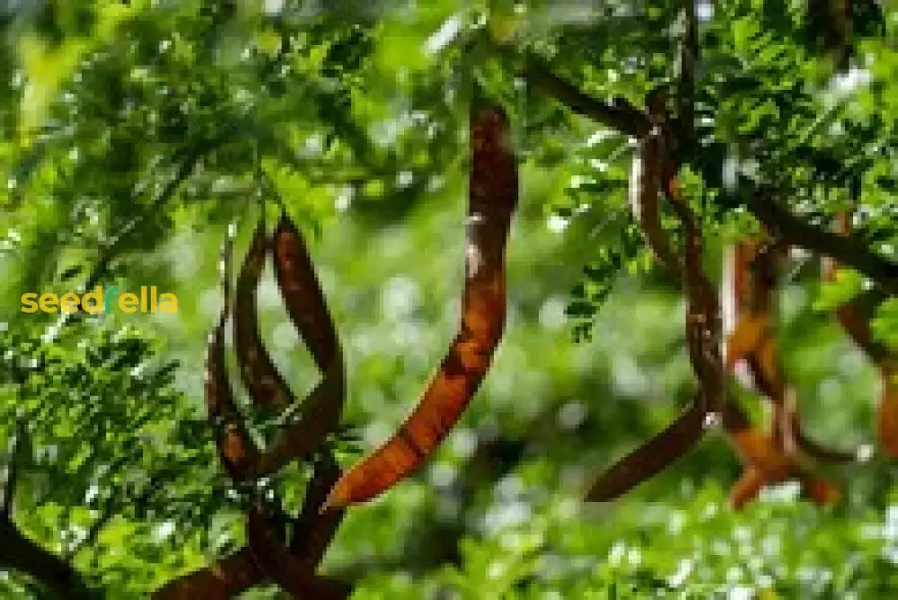 Algarrobo Tree Seeds For Flourishing Gardens