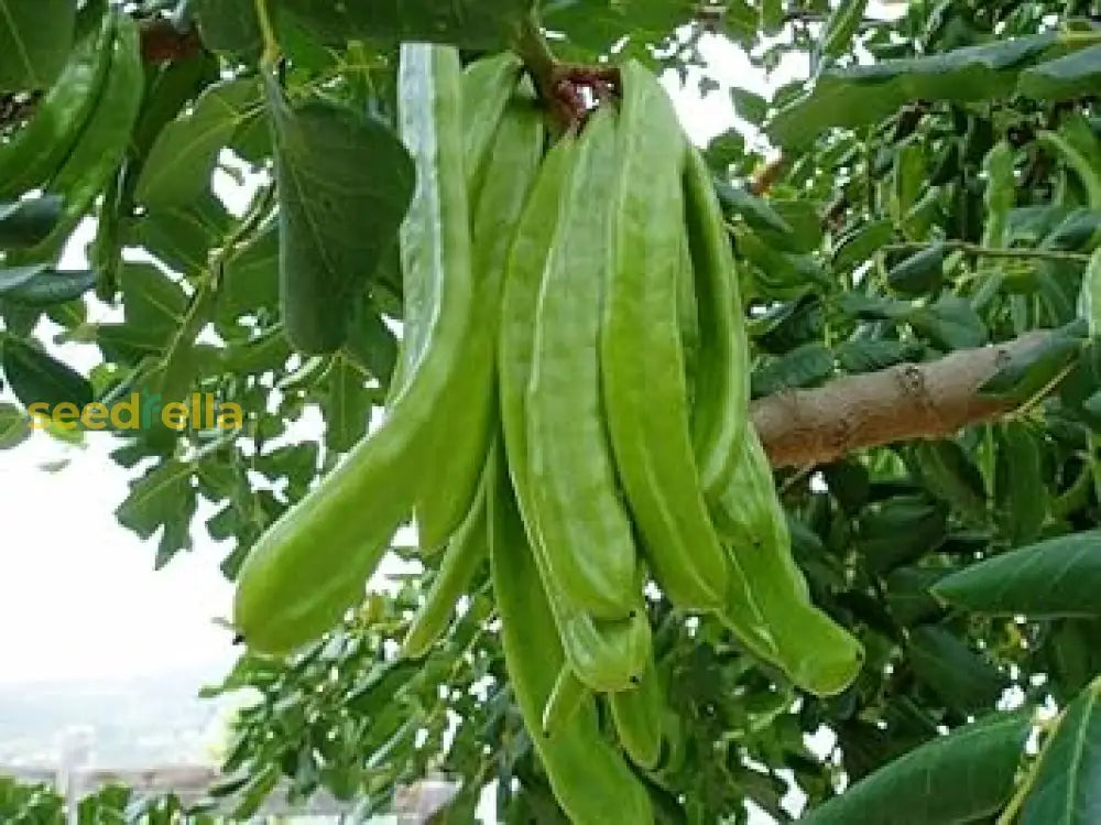 Algarrobo Tree Seeds For Flourishing Gardens