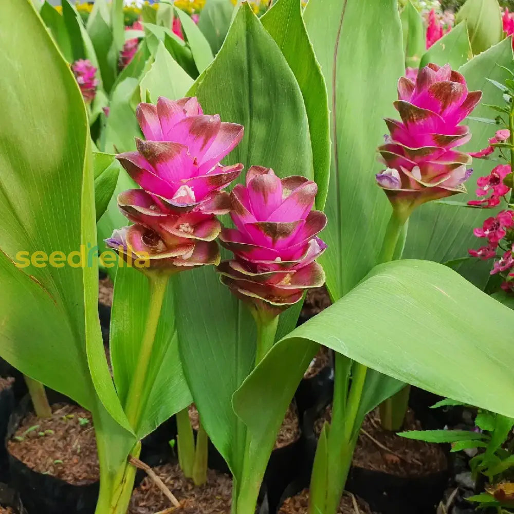 Alismatifolia Flower Seeds For Planting Light Purple - Cultivate The Unique Alismatifolias