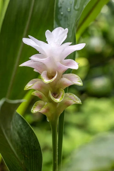 Close-up of Green Alismatifolia blooms and leaves