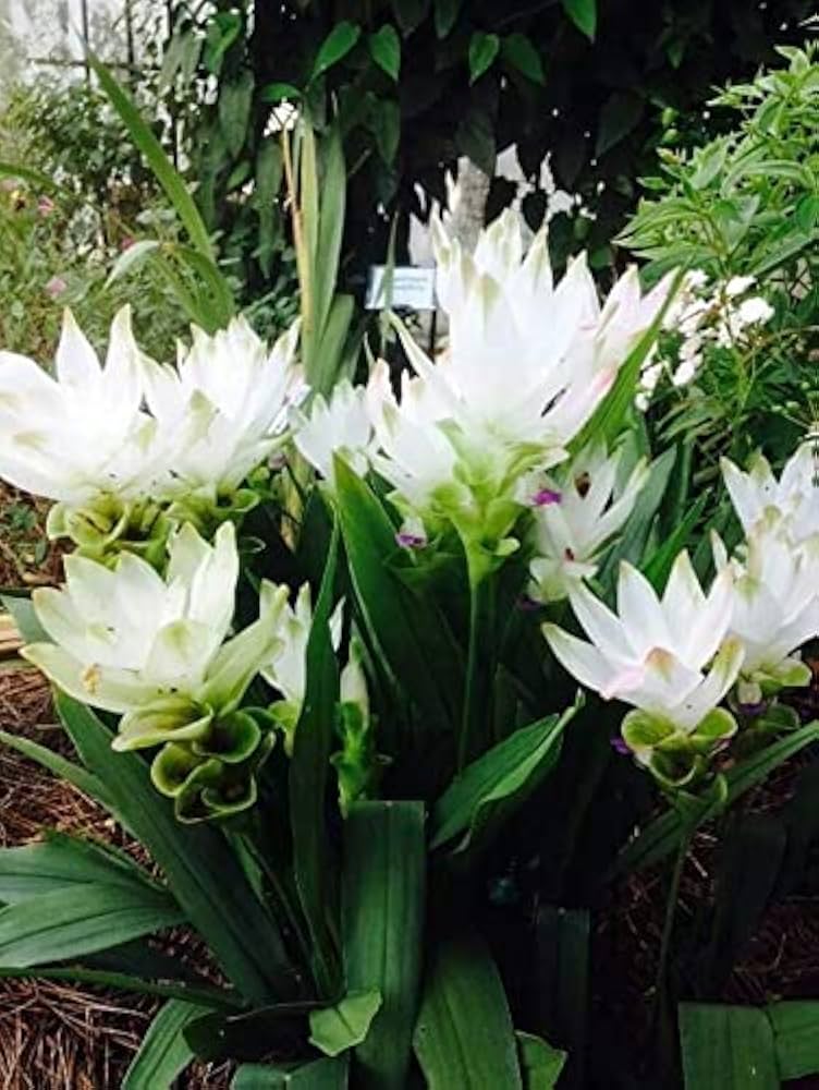 Green Alismatifolia plants growing in garden