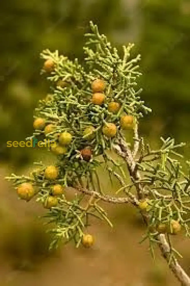 Alligator Deppeana Seeds For Unique Garden Planting Plant Seeds