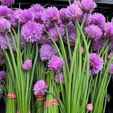 Allium schoenoprasum Onion Chives grown in containers