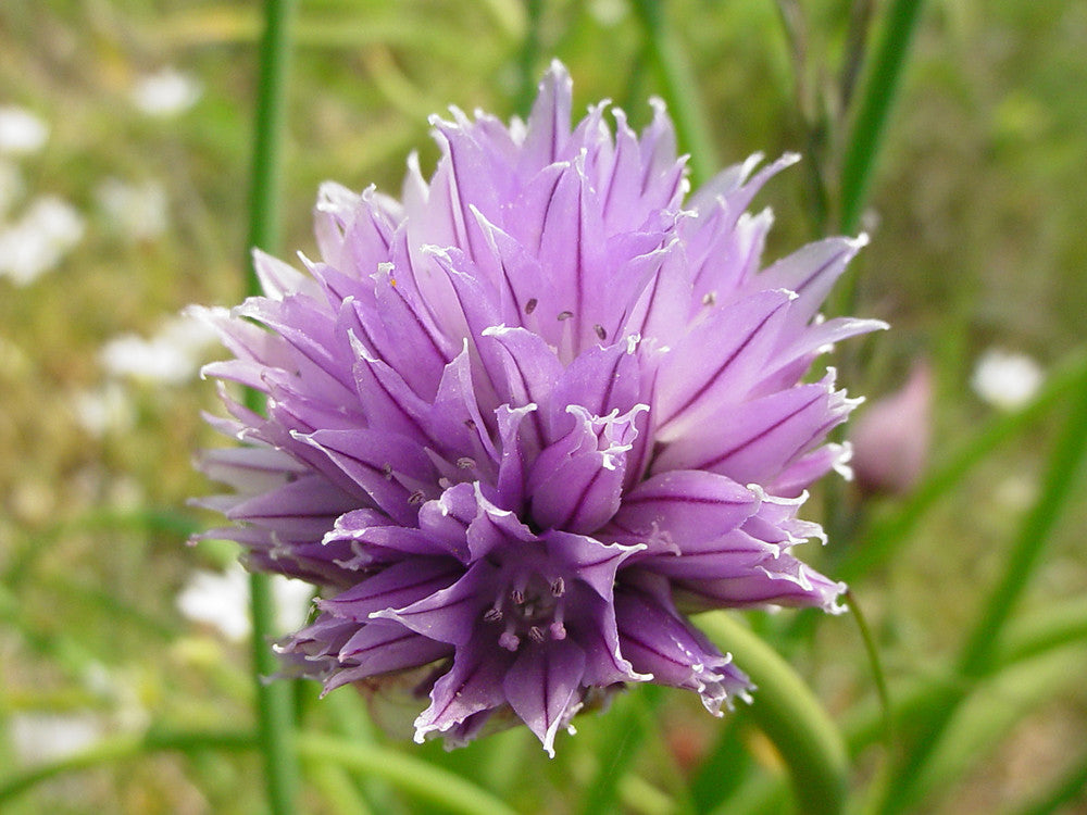 Allium schoenoprasum Purple Flowers Blooming in Full Sun