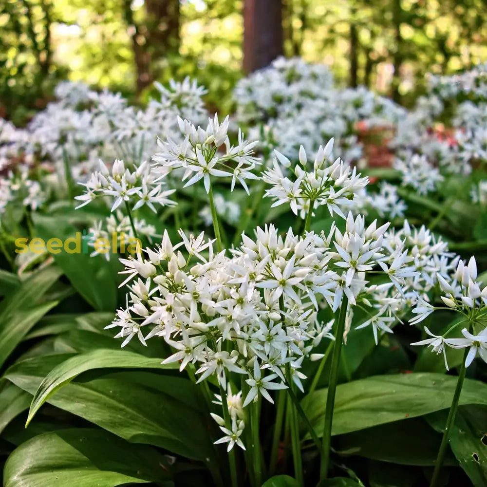 Allium Ursinum Seeds Wild Garlic Ramsons Bear’s Perennial Edible Leaves And Bulbs Best Selling