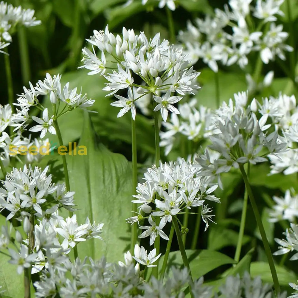 Allium Ursinum Seeds Wild Garlic Ramsons Bear’s Perennial Edible Leaves And Bulbs Best Selling