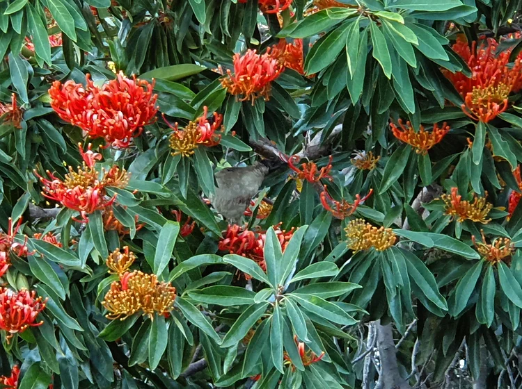 Alloxylon Tree Seeds for Planting at Home