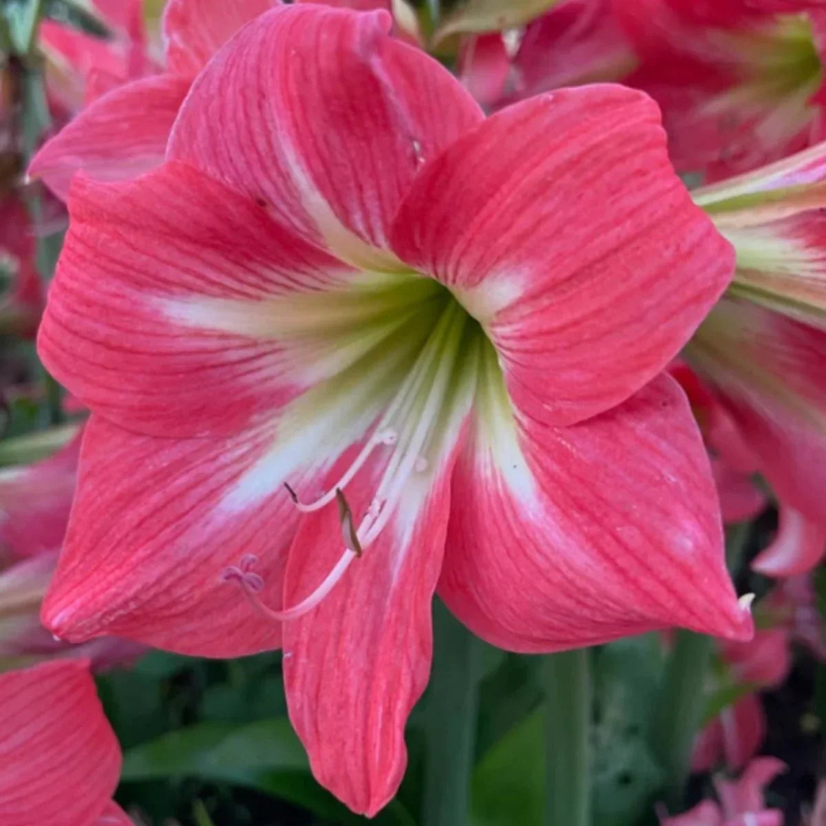 Plant Dark Pink Amaryllis Barbados Seeds For Stunning Blooms