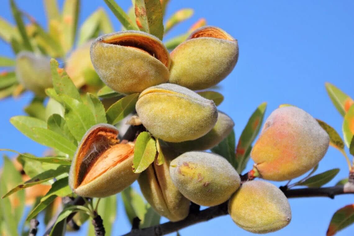 Almond seedlings sprouting from soil