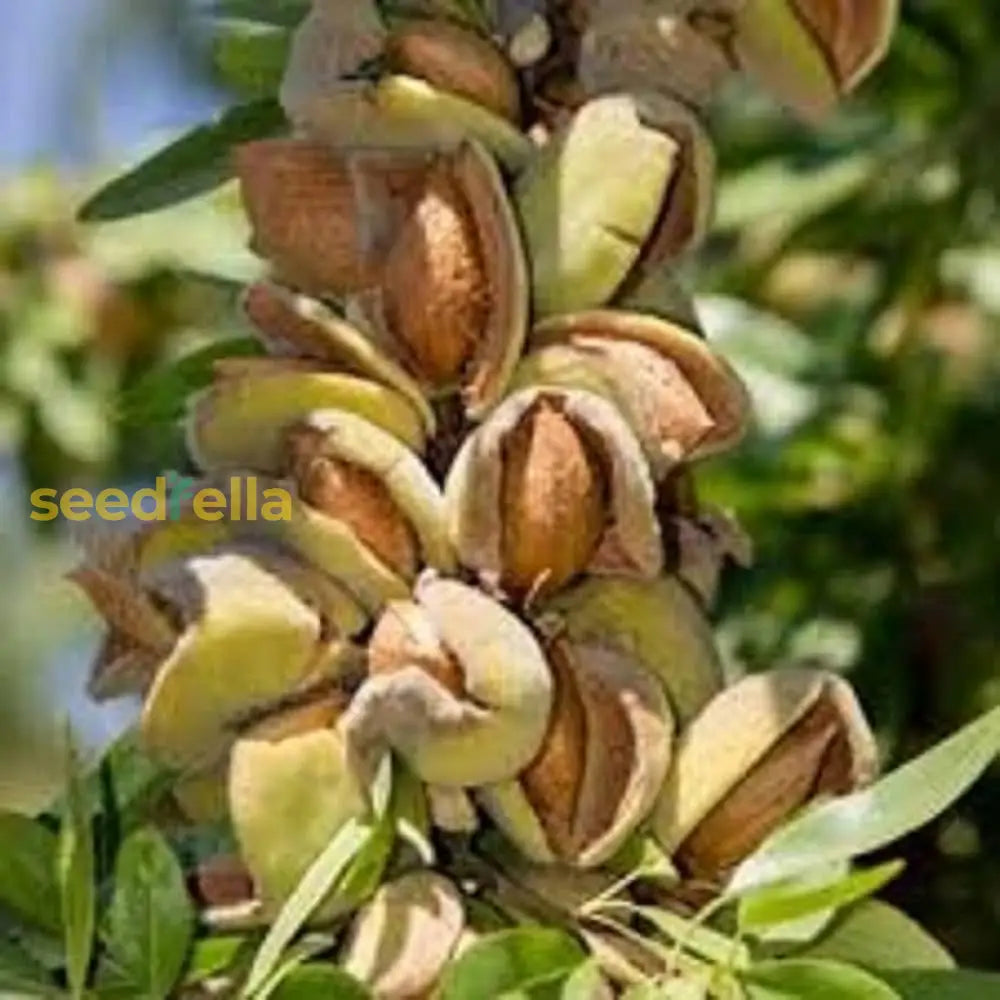 Almond Tree Seeds & Planting Growth Kit