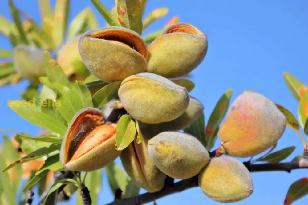 Almond Tree Seeds & Planting Growth Kit