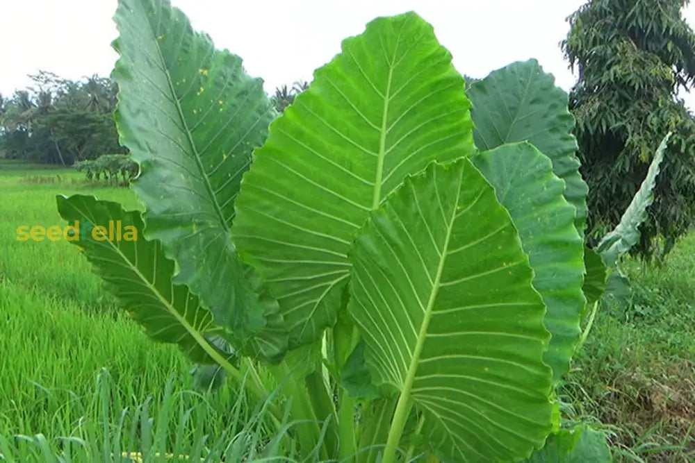 Alocasia Macrorrhiza Planting Seeds - Premium Quality For Thriving Growth Plant Seeds