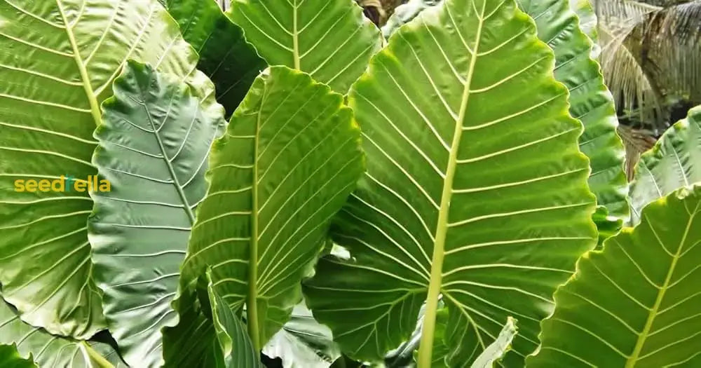 Alocasia Macrorrhiza Planting Seeds - Premium Quality For Thriving Growth Plant Seeds