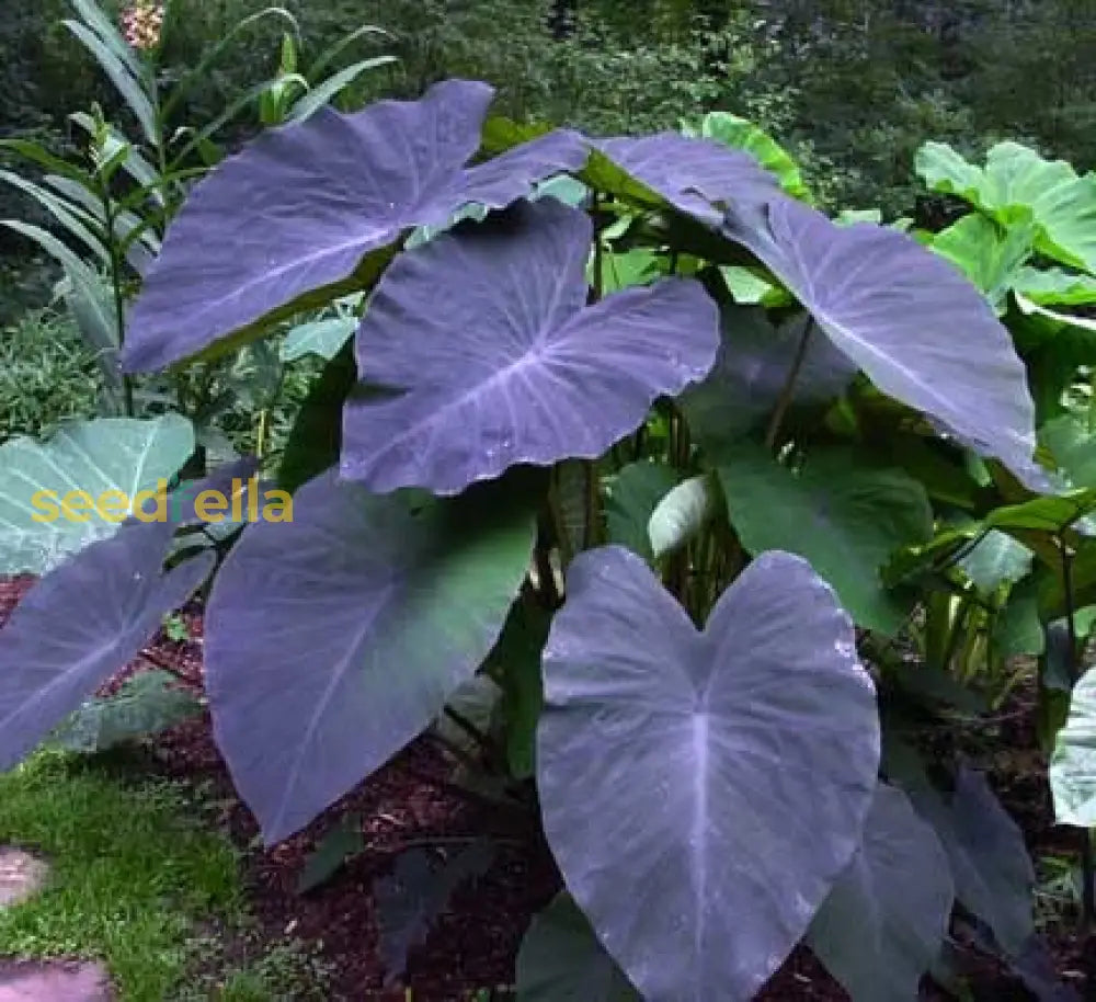 Alocasia Planting Seeds For Gardening Enthusiasts