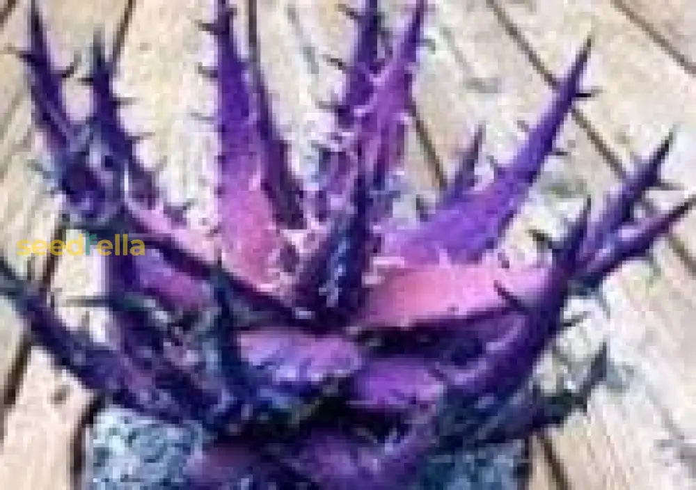 Aloe Cameron Dark Violet White Seeds For Planting - Exotic Succulent Plant Seeds