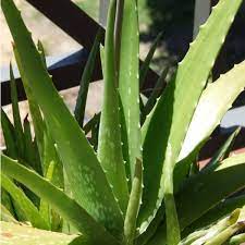 Healthy Light Green Aloe Cameron Seedlings Growing in Pots