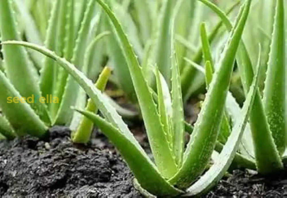 Aloe Cameron Light Green Seeds For Planting Herb